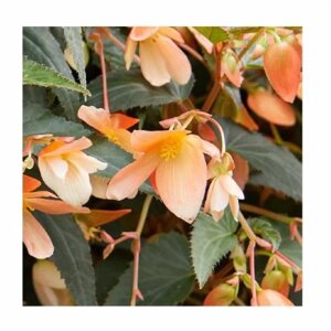 Семена Професійне насіння бегония боливийская Копакабана F1