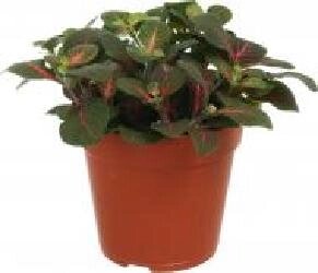 Рослина Фітонія 12х25 см мікс сортова