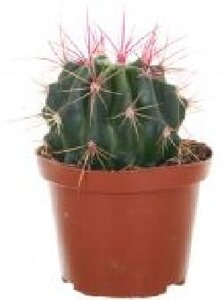 Рослина кімнатна Кактус мікс 10.5 см