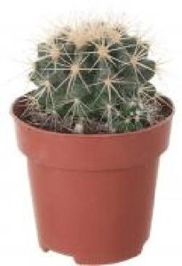 Рослина Eхінокактус Вантажу 9х15 см
