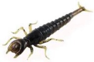 Приманка FishUp Diving Bug 2 50 мм 8 шт. #043 watermelon brown/b