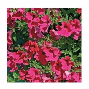 Семена Професійне насіння петуния ампельная Даймонд F1 пурпурная