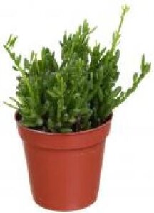 Рослина Ріпсаліс 5х10 см