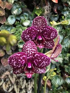 Орхідея Фаленопсис Florinda Дикий Кіт Orchid Phalaenopsis Wild Cat