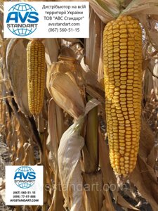 Гибрид кукурузы АНДРЕС ФАО 350 урожайность 130ц/га аналог ДКС 4351. Устойчив засуха болезни вредители 9 баллов