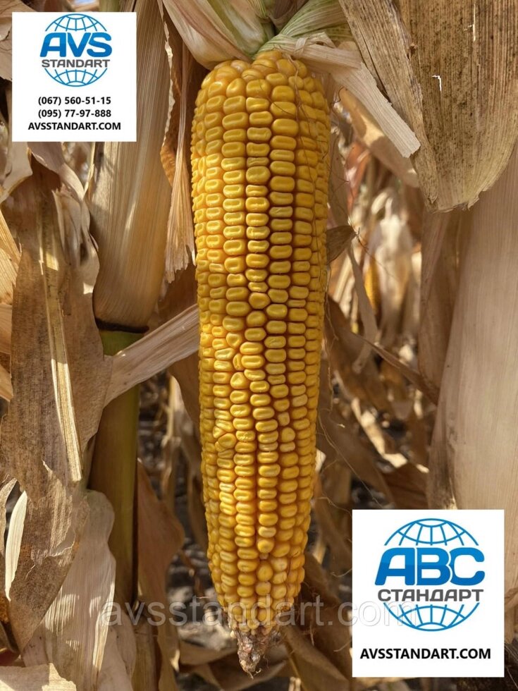 Гибрид кукурузы Andres FAO 350 Выход 130T / HA аналоговые DKS {{{}} Устойчивое заболевание засухи вредителей 9 баллов от компании ТД «АВС СТАНДАРТ УКРАЇНА» - фото 1