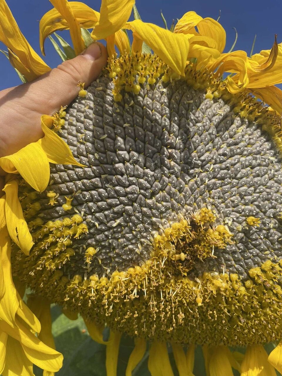 Кондитерський соняшник Турмалін КЛ (під Євро-Лайтнінг) від компанії ТД «АВС СТАНДАРТ » - фото 1
