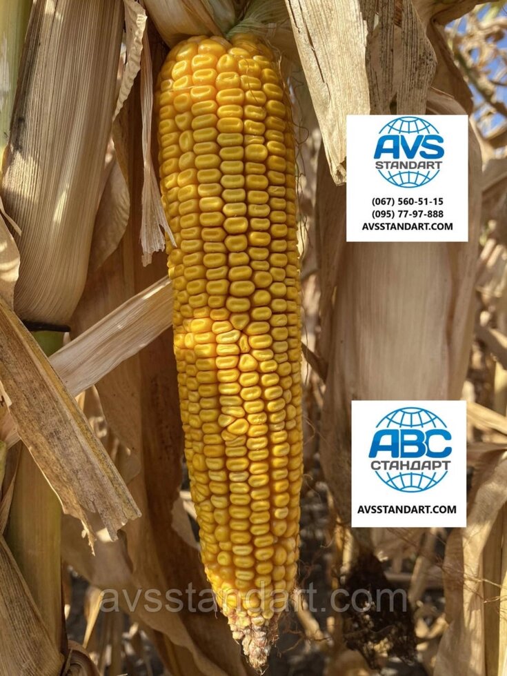 Кукуруза Hybrid Arlen FAO 300. Семена урожая кукурузы Arlene 140Ts / Ha, выпуск влаги 14-15%. ##от компании## ТД «АВС СТАНДАРТ УКРАЇНА» - ##фото## 1
