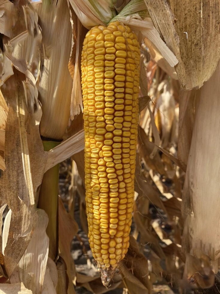 Насіння кукурудзи Руні ФАО 320 з урожайністю вище 100ц / га. Гібрид кукурудзи Руні вологовіддача 14-15%, посуха 9 балів. від компанії ТД «АВС СТАНДАРТ УКРАЇНА» - фото 1