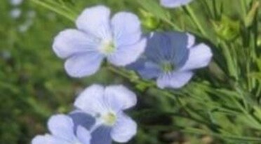 Насіння льону коричневого ВОДОГРАЙ (2,0-2,5т/га) 90 днів. (СН-2) 2-га репродукція від компанії ТД «АВС СТАНДАРТ » - фото 1