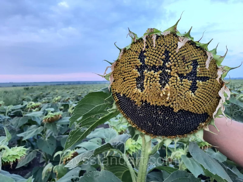 Купить Семена Подсолнечника Пионер
