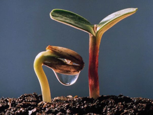Обробка стимулятором мікродобривом насіння соняшнику при посіві. Активний старт N-60, P2O5-120, K2О-60, SO3-4.4 від компанії ТД «АВС СТАНДАРТ » - фото 1