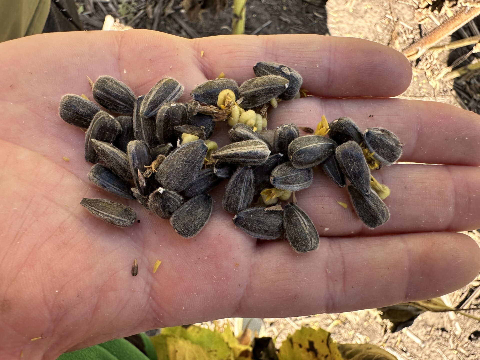 Кондитерський Великоплідний соняшник ГЕРАКЛ. Європейська якість та врожайність. - фото pic_003c75e57923a83df62c73d2c5045996_1920x9000_1.jpg