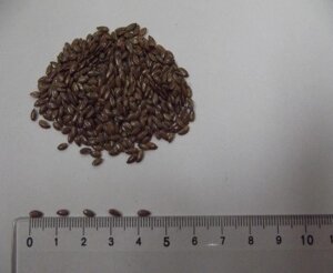 Льон насіння Запорізький Богатир (90-95 днів), 21-25ц/га, Олія 50%, 2-га репр. в Дніпропетровській області від компанії ТД «АВС СТАНДАРТ»