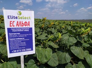 Семена для юга Украины ЕС АЛЬФА под Гранстар. Жаростойкий высокоурожайный гибрид ЕС АЛЬФА для засушливых регионов.