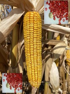 Насіння Кукурудзи АНДРЕС ФАО 350