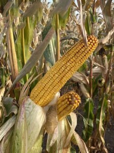 Насіння кукурудзи Руні ФАО 320 з урожайністю вище 100ц/га. Гібрид кукурудзи Руні вологовіддача 14-15%, по сухому 9 балів