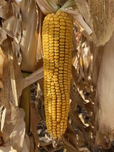 Насіння кукурудзи Руні ФАО 320 з урожайністю вище 100ц / га. Гібрид кукурудзи Руні вологовіддача 14-15%, посуха 9 балів.