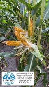 Кукурудза МАТЕО ФАО 320. Гібрид кукурудзи МАТЕО 130ц/га Насіння кукурудзи МАТЕО вологовіддача 15-16%.