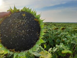 Соняшник НС-Х-6045. Насіння соняшнику НСХ 6045 під Евролайтинг. Екстра в Дніпропетровській області от компании ТД «АВС СТАНДАРТ»