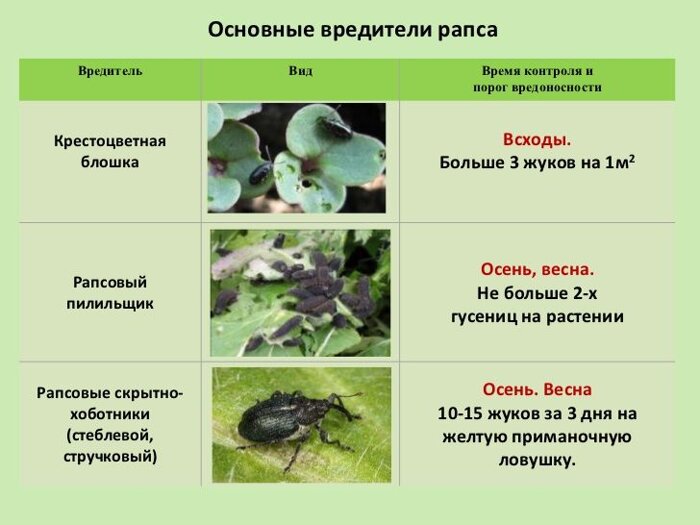 Комплексна обробка озимого ріпаку восени, для гарного формування кореневої системи і розвитку рослини - фото pic_7ec7d7ae5069f3a_700x3000_1.jpg