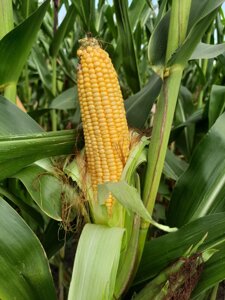 Семена кукурузы Юнкай ФАО 320. Урожайный гибрид кукурузы ЕС Юнкай 140ц/га, влага 14-16%, засуха 9 балов.