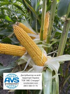 Кукурудзяне насіння Даніель Фао 280 в Дніпропетровській області от компании ТД «АВС СТАНДАРТ УКРАЇНА»
