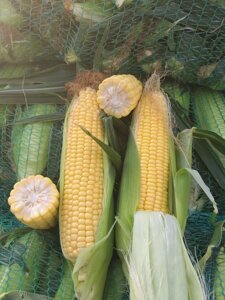 Семена кукурузы гибрид ВАКУЛА (ФАО 250)