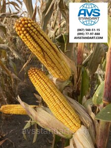 Насіння кукурудзи Андрес ФАО 350 аналог ВН 6763 врожайність 130ц/га. Гибриб стійкий до спеки, волога 15-16%