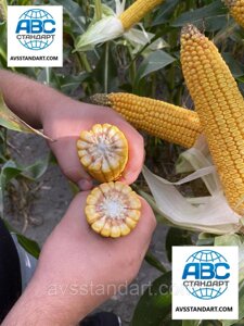 Семена кукурузы Андрес ФАО 350 Аналог VN 6763 Выход 130 т / га. Гибрид стабилен для нагрева, влажного 15-16%