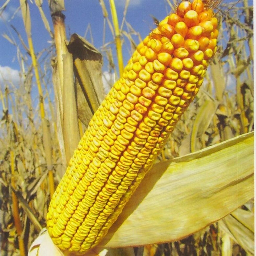 Семена кукурузы гибрид ГРАН 6 (ФАО 300) ##от компании## ТД «АВС СТАНДАРТ УКРАЇНА» - ##фото## 1
