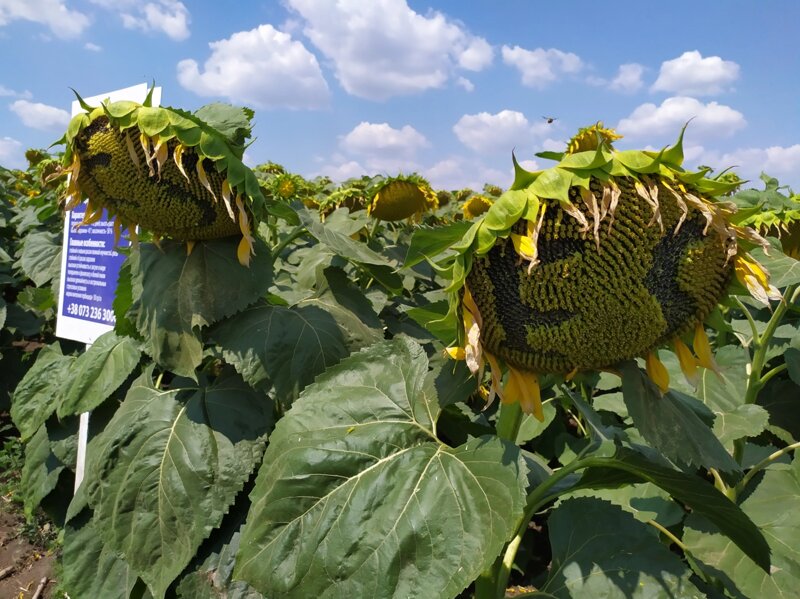 гибрид ростов. гибрид ростов. главная улица ростова, большая садовая,. снятие инвертора на тойота эстима гибрид 2002 года выпуска. гибрид карася и карпа буффало.