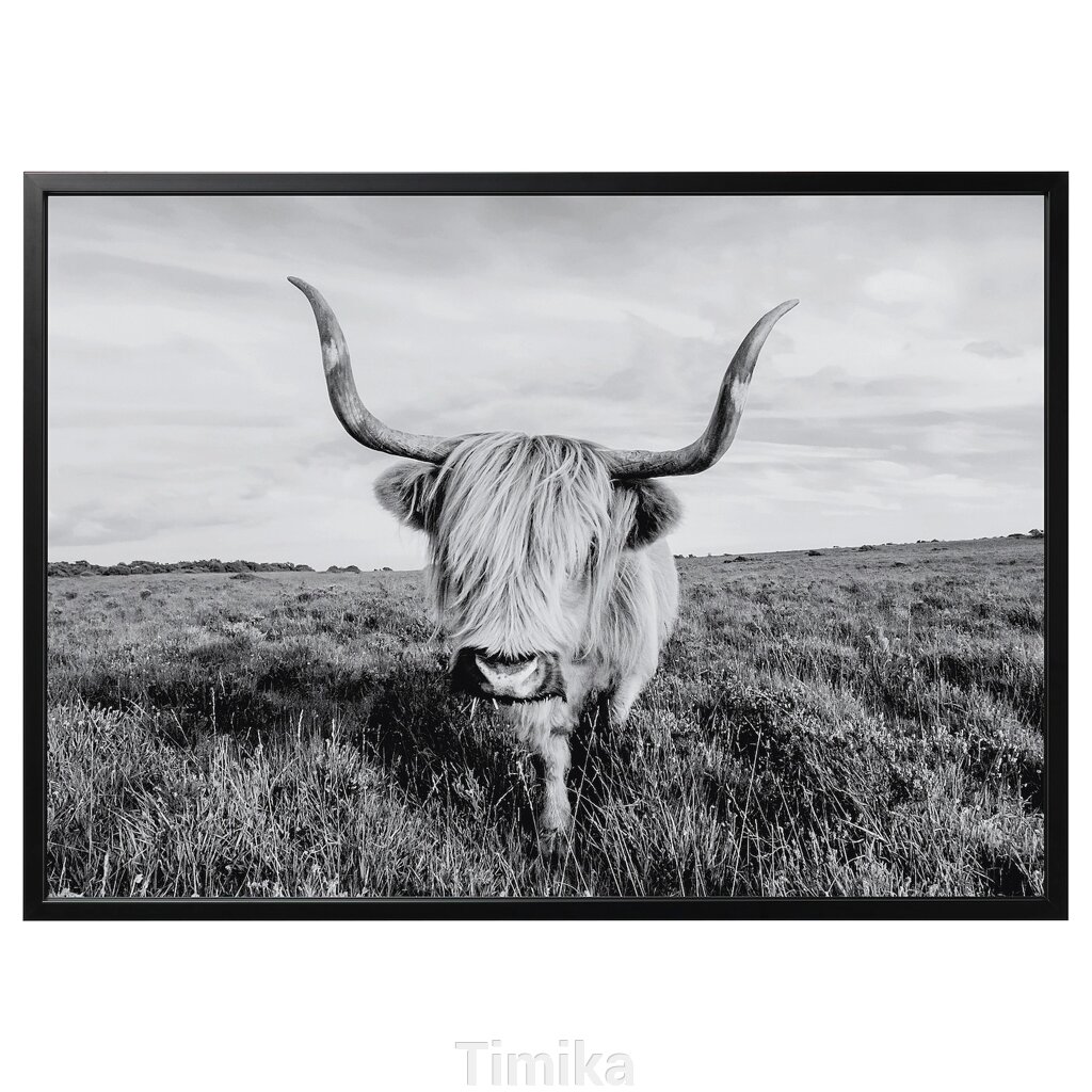BJÖRKSTA Картина з рамою, цікава корова/чорна, 140x100 см від компанії Timika - фото 1