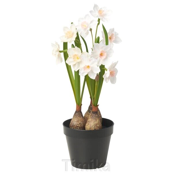 FEJKA Штучна рослина в горщику, нарцис кімнатний/вуличний/білий, 12 см від компанії Timika - фото 1