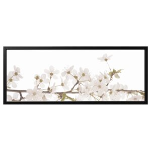 BJÖRKSTA Картина в рамці, білі квіти/чорна, 140х56 см