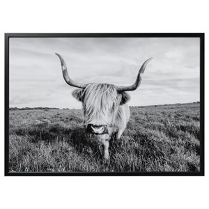 BJÖRKSTA Картина з рамою, цікава корова/чорна, 140x100 см