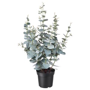FEJKA Штучна рослина в горщику, кімнатний/вуличний евкаліпт, 15 см