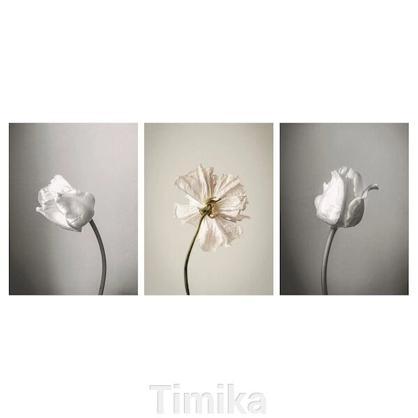 PJÄTTERYD Картина, розквіт 2, 30х40 см від компанії Timika - фото 1