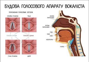 Будова голосового апарату, а3