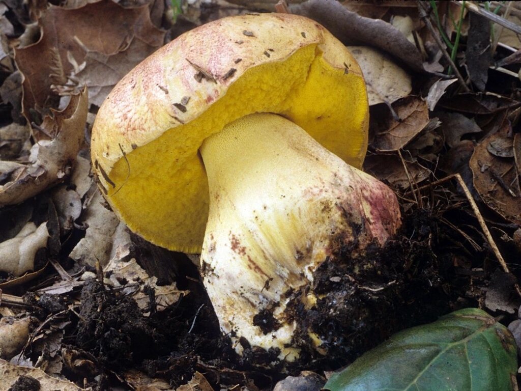 Міцелій Балета вкоріненого, Boletus appendiculatus від компанії Магазин грибного міцелію Mushroom Seeds - фото 1