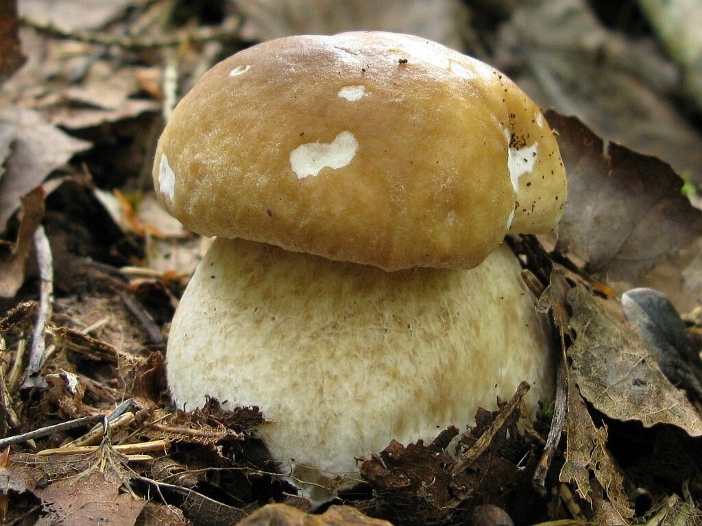 Міцелій Білого гриба березового, Boletus betulicola від компанії Магазин грибного міцелію Mushroom Seeds - фото 1
