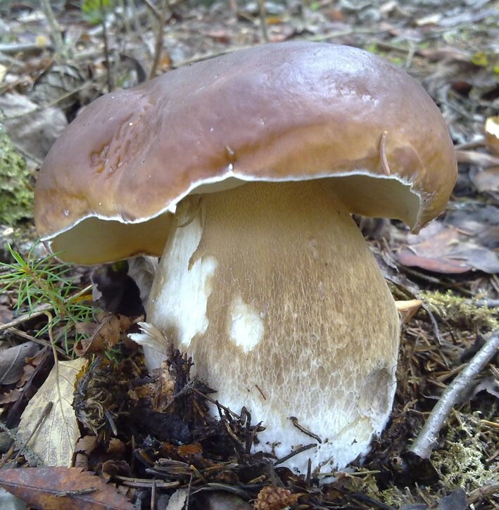 Міцелій Білого гриба дубового, Boletus quercicola від компанії Магазин грибного міцелію Mushroom Seeds - фото 1