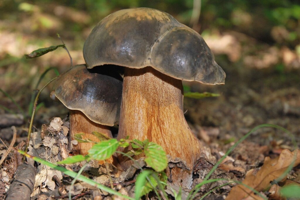 Міцелій Білого гриба темно-бронзового, Boletus aereus від компанії Магазин грибного міцелію Mushroom Seeds - фото 1