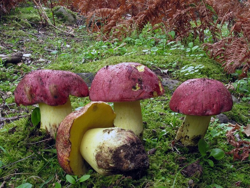 Міцелій Болета королівського, Boletus regius від компанії Магазин грибного міцелію Mushroom Seeds - фото 1