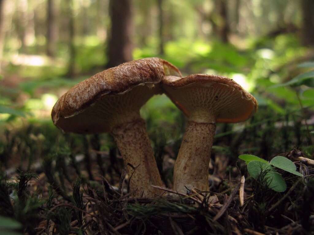 Міцелій Болетінуса полоножкового, Boletinus cavipes від компанії Магазин грибного міцелію Mushroom Seeds - фото 1