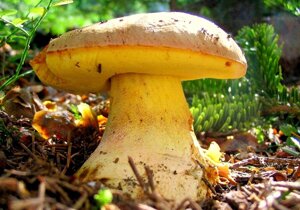 Міцелій Боровика жовтого, Boletus impolitus