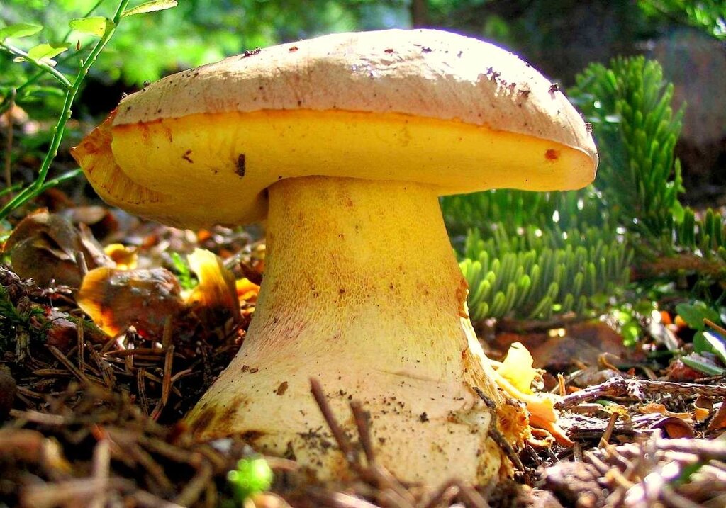 Міцелій Боровика жовтого, Boletus impolitus від компанії Магазин грибного міцелію Mushroom Seeds - фото 1