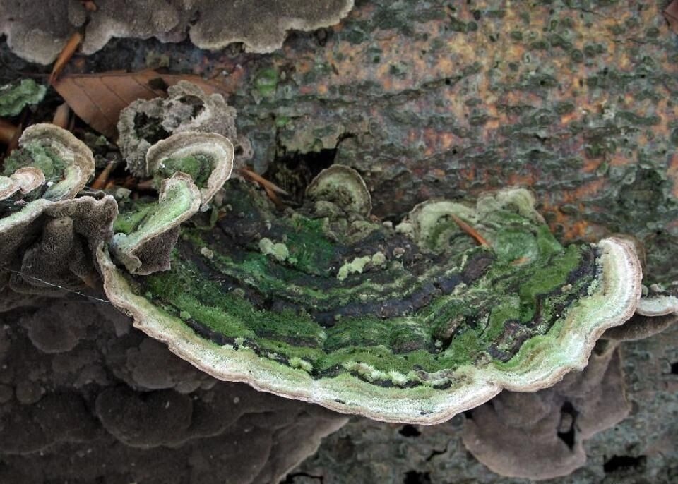 Міцелій Церро одноколірної, Cerrena unicolor від компанії Магазин грибного міцелію Mushroom Seeds - фото 1