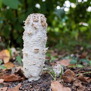 Міцелій Чорнильне гриба (гнойовик білого), Coprinus comatus