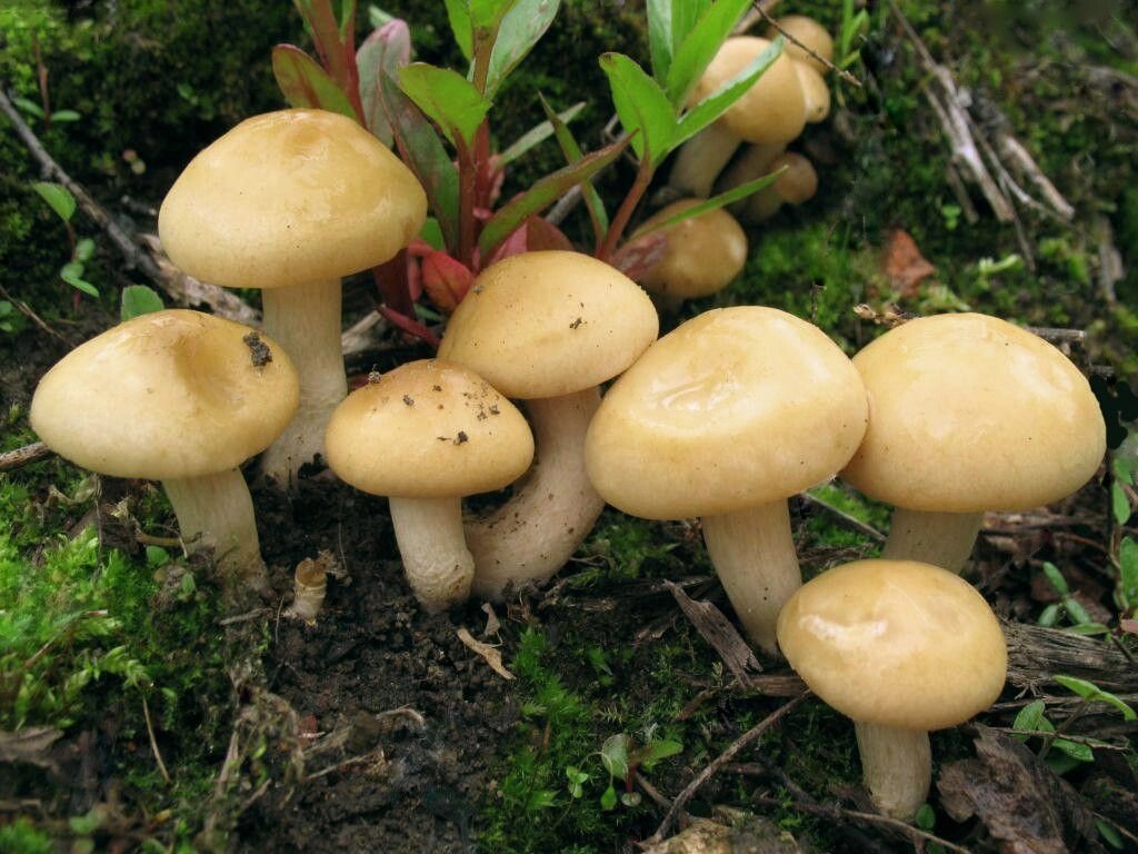 Міцелій чешуйчатка ранньої (полівки ранньої), Agrocybe praecox від компанії Магазин грибного міцелію Mushroom Seeds - фото 1